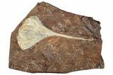 Fossil Ginkgo Leaf From North Dakota - Paleocene #262460-1